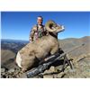 Image 2 : 12 Day Full Curl Cal. Bighorn Sheep hunt