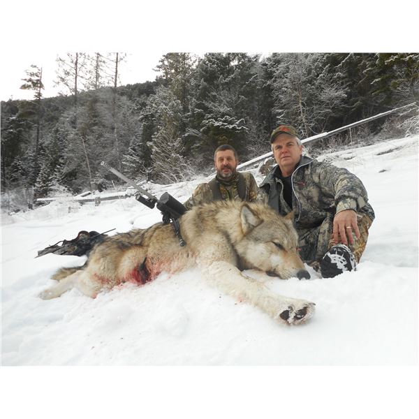 7 Day Baited Lynx, Bobcat, Wolf and Coyote Hunt for 1 Hunter