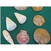 Image 11 : Multiple Decorative Sea Shells, Sand Dollars & Coral