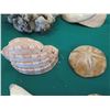 Image 12 : Multiple Decorative Sea Shells, Sand Dollars & Coral