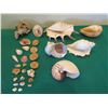 Image 13 : Multiple Decorative Sea Shells, Sand Dollars & Coral