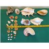 Image 14 : Multiple Decorative Sea Shells, Sand Dollars & Coral
