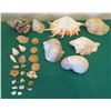 Image 1 : Multiple Decorative Sea Shells, Sand Dollars & Coral