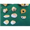Image 9 : Multiple Decorative Sea Shells, Sand Dollars & Coral