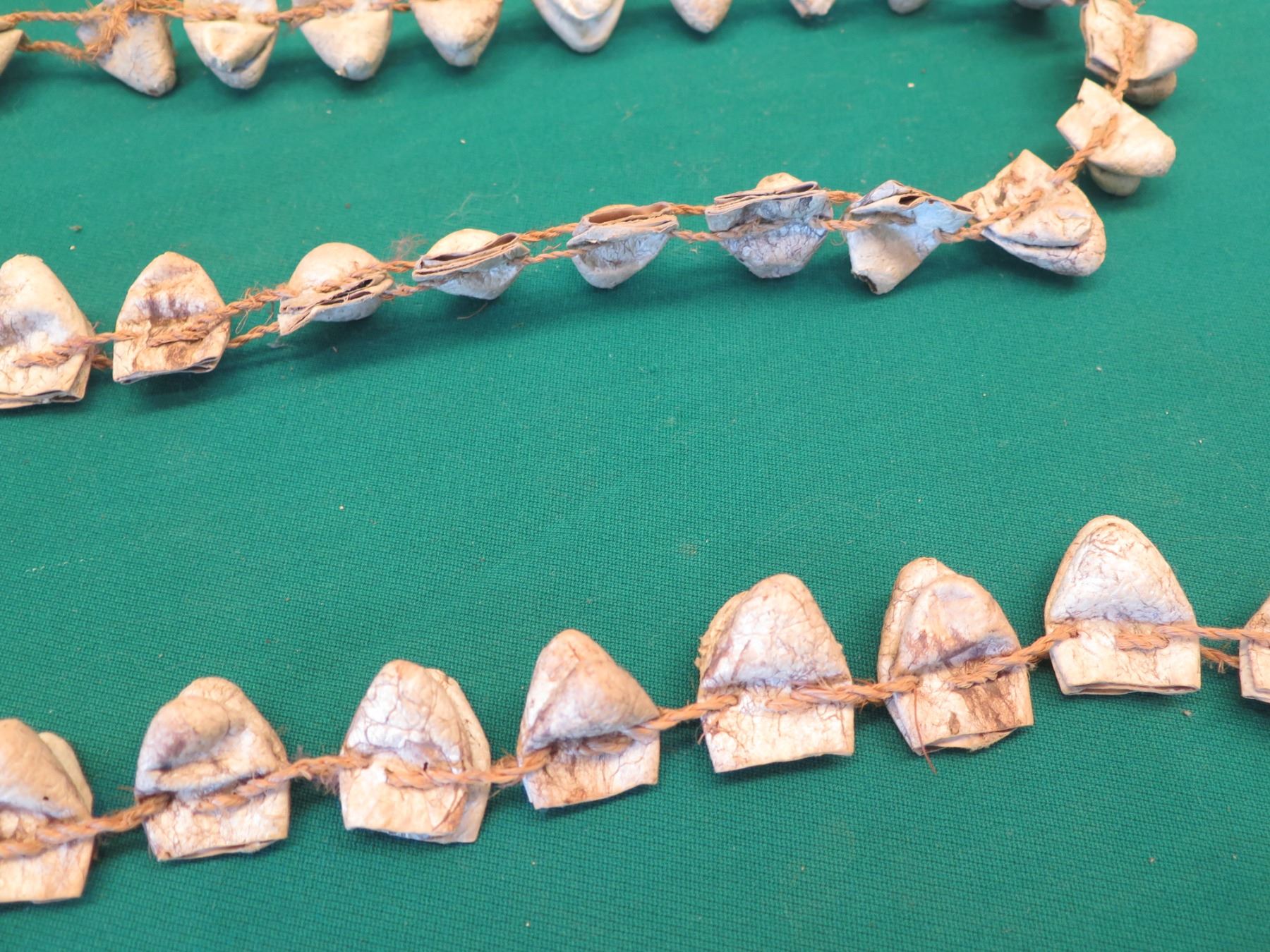 Loong String Strand Long Snake Head String Strand in Case - Oahu Auctions