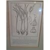 Image 3 : Qty 4 Framed & Matted Artwork: Garlic, Sage, Bindweed & Parsley