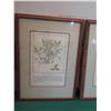Image 4 : Qty 4 Framed & Matted Artwork: Garlic, Sage, Bindweed & Parsley
