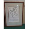 Image 8 : Qty 4 Framed & Matted Artwork: Garlic, Sage, Bindweed & Parsley
