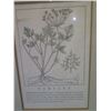 Image 9 : Qty 4 Framed & Matted Artwork: Garlic, Sage, Bindweed & Parsley