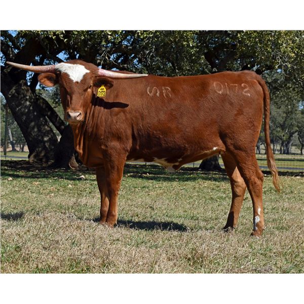 SR Clout's Yancy 0172