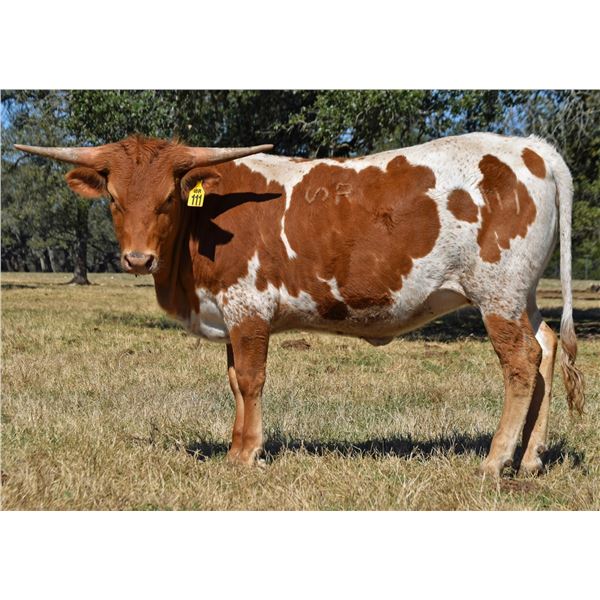 SR Clout's Everly 111