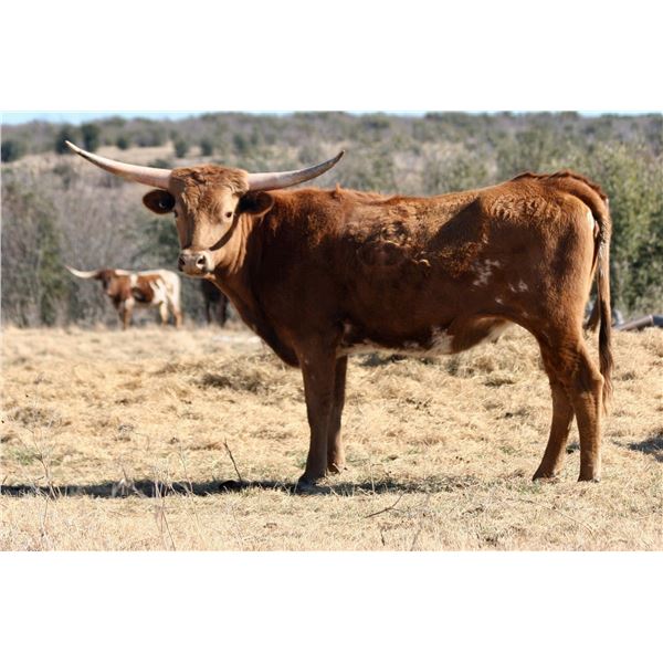 RED High Class Diamond