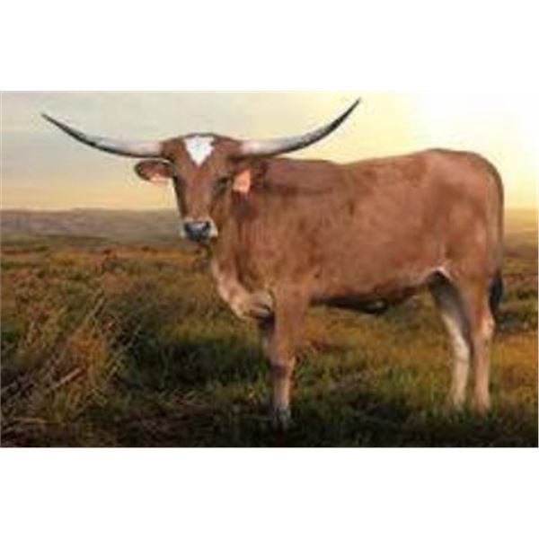 HLR Blooming Flower 932