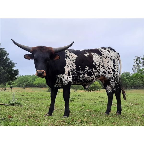 Bushwacker's Dixie HCL