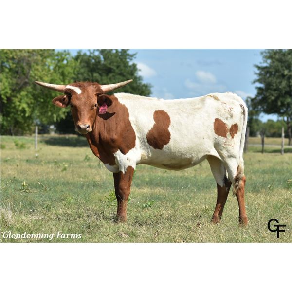 GF FLORIDA STAR LADY