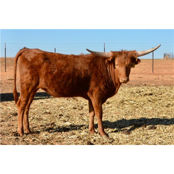 TS Lone Star Heiress