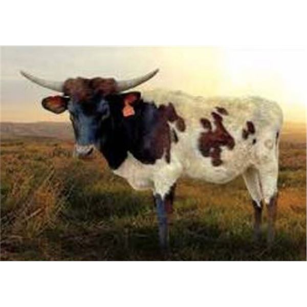 ANCHORS AWAY DARK SHADOW