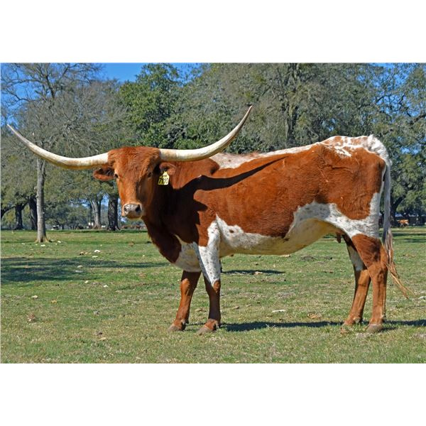 SR 007's Gypsy’s Rose 7110