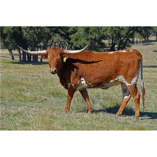 SR Clout's Heaven 069