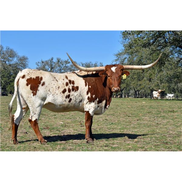 SR 007's Lustre 7104