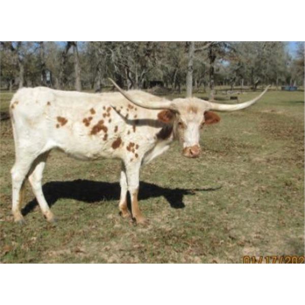 SUB LOT - HPBT CASH'S CREAMPUFF