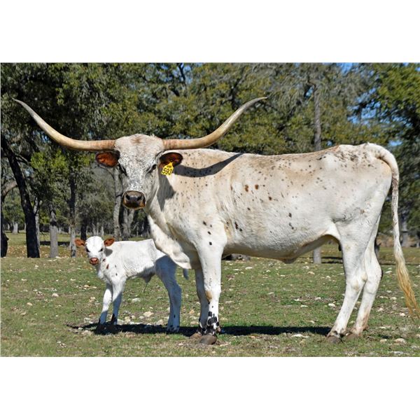 SR Shamrock Cadience 593