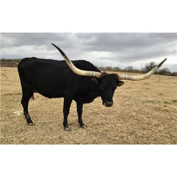 RENEGADES JEWELL EOT 931