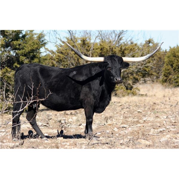 GD Black and Limited