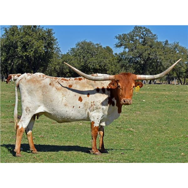 SR 007'S BLOSSOM 532