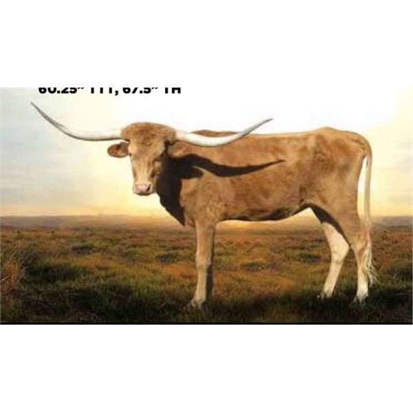 HPBT Jackie's Kopy Kat