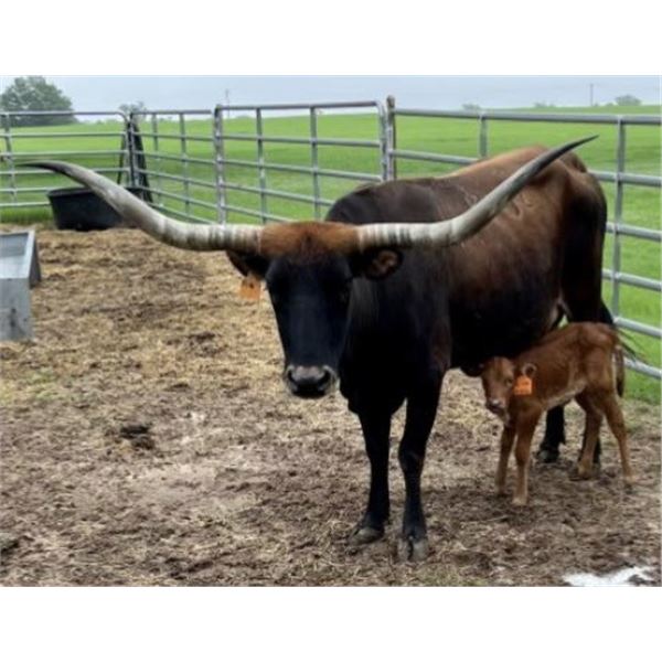 SUB LOT - SARCEE RIO CHEYENNE