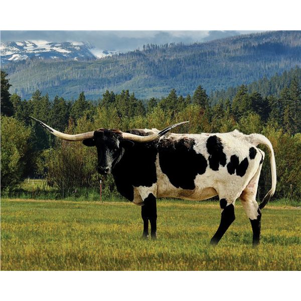 MISS WIND RUNNER CRL