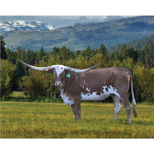 CV CASANOVAS PRINCESS