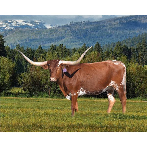 Bar R Shimmer & Shine