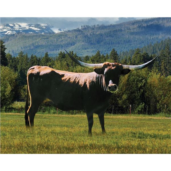 Westhaven Rubyshake Star