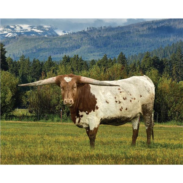 SUB LOT - TWO RC Misty Jewel Embryos