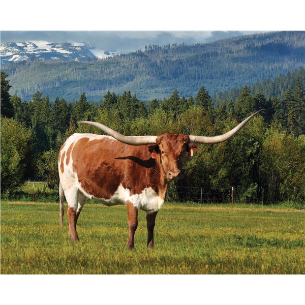 ALLENS LETS TWIST AGAIN