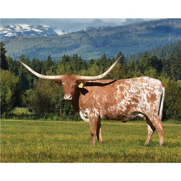 RJF CASANOVA ROSEBUD