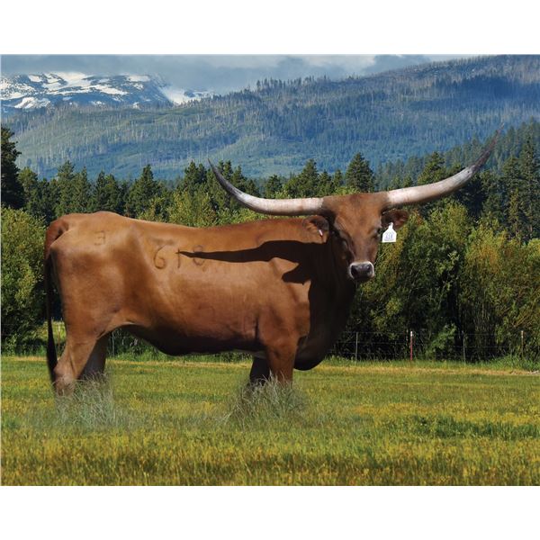 Zeus' Nite Song EOT 1618