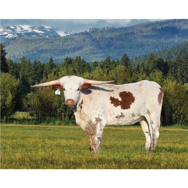 LSS Pride’s Perfection