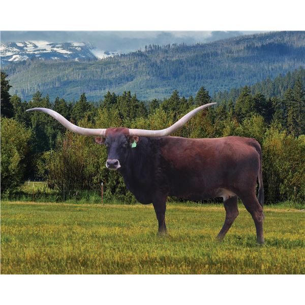 DDR MAXINE'S VALENTINE