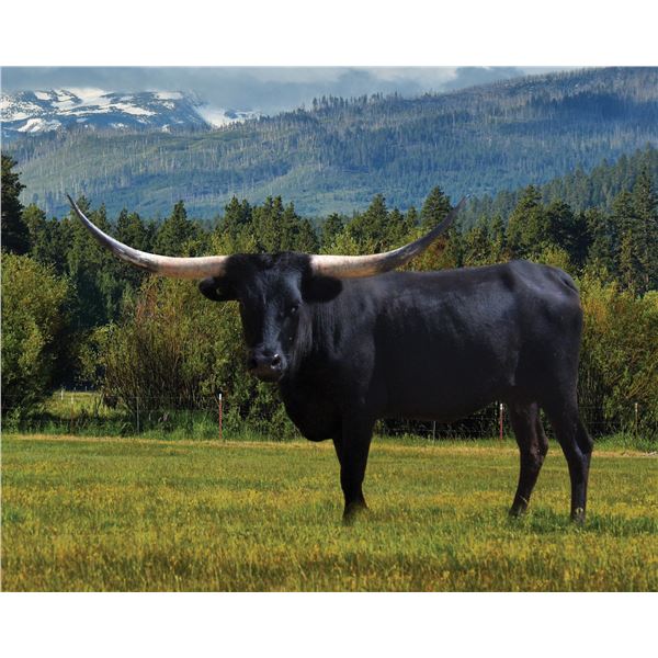 RSR Cowgirl Casanova