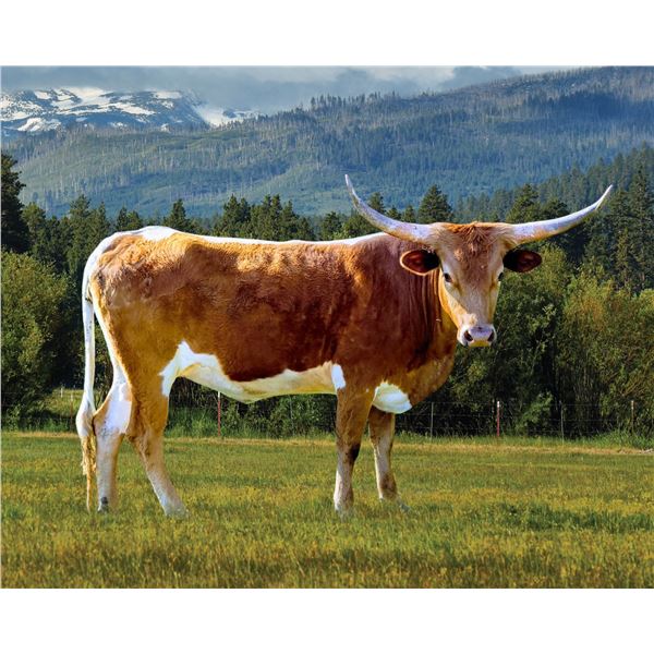 Westhaven Win SheilaBoom