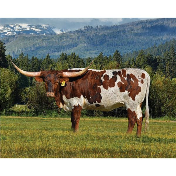 SR Clout's Sweetmaker 045