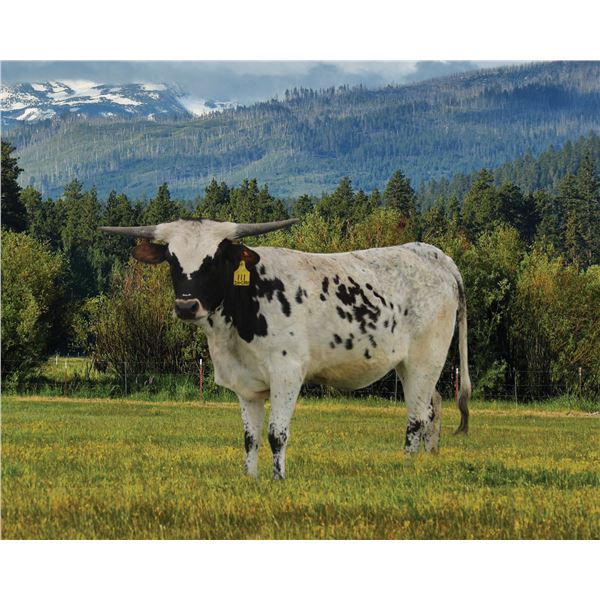 CHARRO'S PRINCESS CB