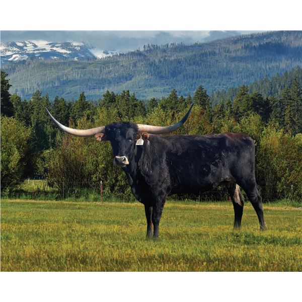 A& S Brown Cow