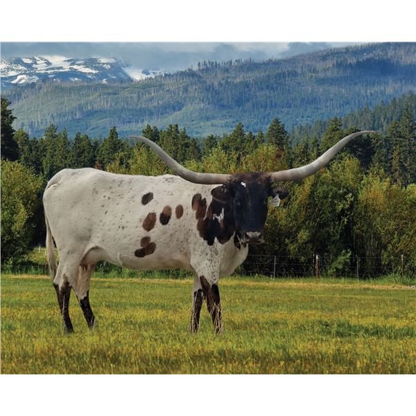 RM Jack Pot Lady 851