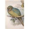 John Gould (British 1804-1881)
