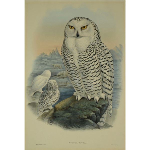 John Gould (1804-1881)