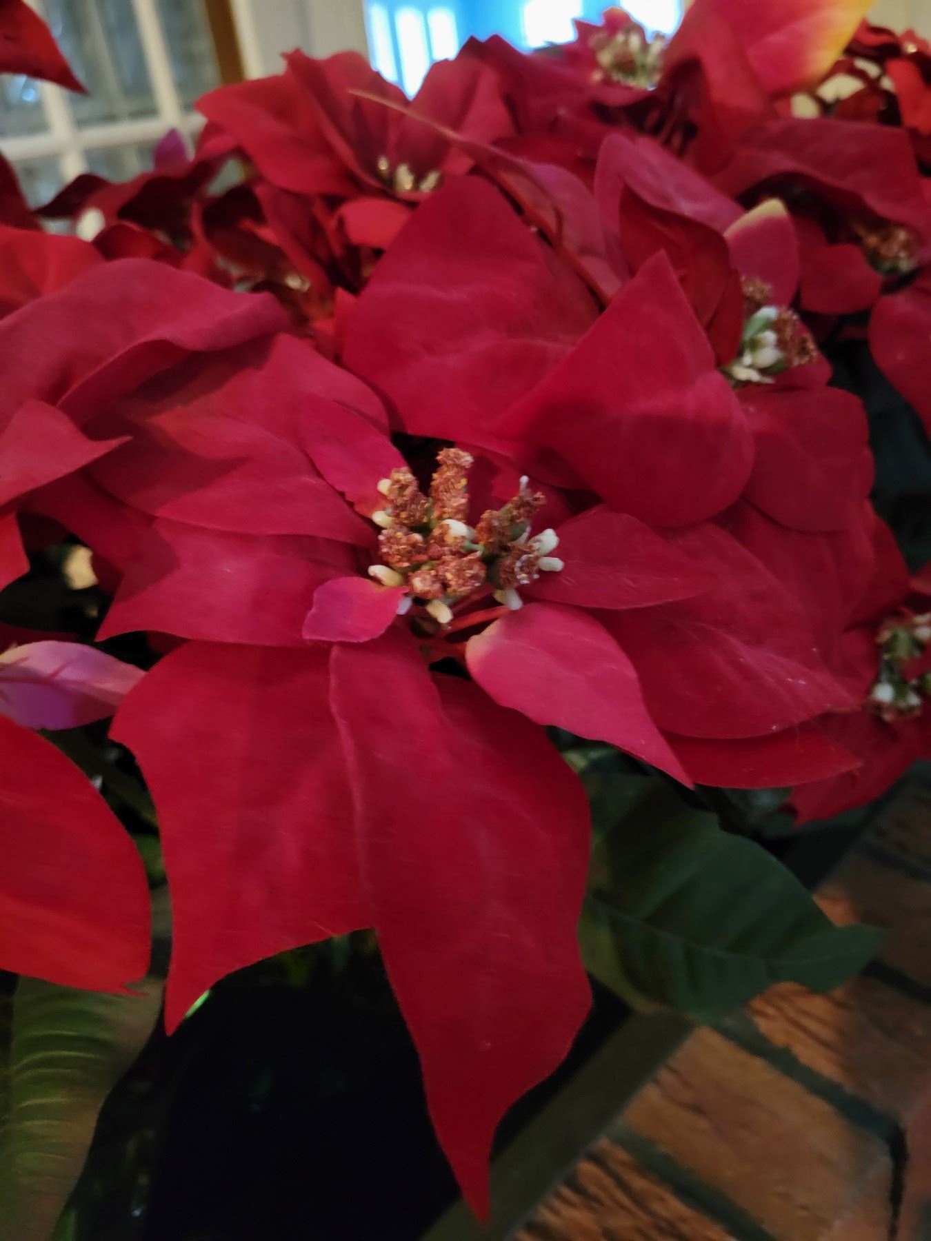 Large Artificial Poinsettias x2